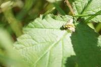 Chloromyia formosa