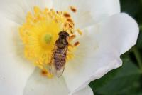 Episyrphus balteatus