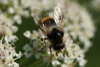 Cheilosia illustrata
