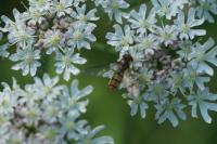 Episyrphus balteatus