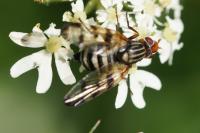 Otites porcus