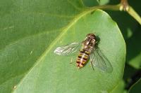 Episyrphus balteatus