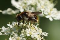Cheilosia illustrata