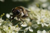 Cheilosia illustrata