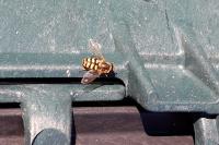 Eupeodes corollae
