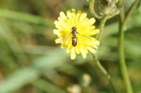 Episyrphus balteatus