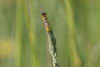 Sphaerophoria scripta