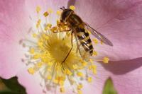 Syrphus ribesii