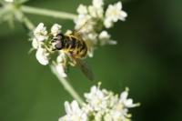 Myathropa florea