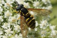 Chrysotoxum cautum