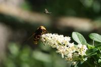 Volucella zonaria