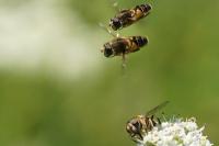 Eristalis nemorum