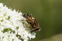 Eristalis nemorum