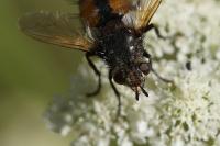 Tachina fera