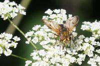 Ectophasia crassipennis