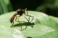 Molobratia teutonus