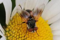 Ectophasia crassipennis
