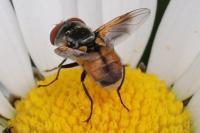 Ectophasia crassipennis