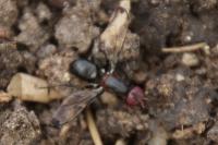 Cephalia rufipes