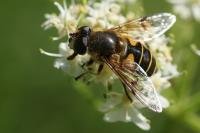 Eristalis horticola