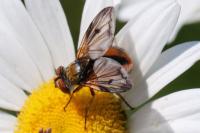 Ectophasia crassipennis