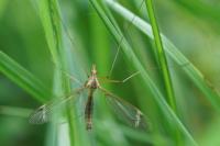 Tipula vernalis