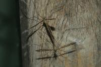 Tipula lateralis