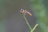 Sphaerophoria scripta