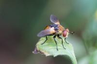 Gymnosoma