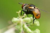 Gymnosoma