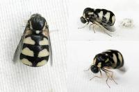 Cyrtus gibbus
