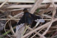 Hemipenthes morio