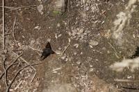 Hemipenthes morio