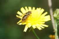 Ferdinandea cuprea
