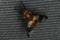 Chrysops viduatus
