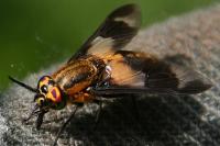 Chrysops viduatus