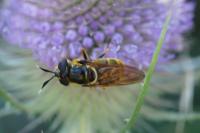 Callicera aurata