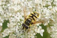 Myathropa florea