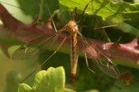 Tipula cava
