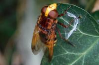 Volucella zonaria