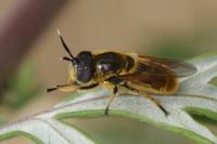 Callicera aurata
