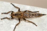 Machimus rusticus