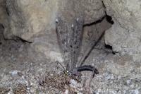Distoleon tetragrammicus