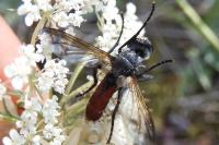Cylindromyia bicolor