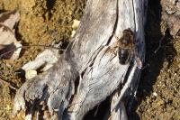 Eristalis pertinax