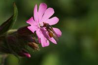 Rhingia campestris