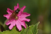 Rhingia campestris