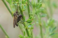 Empis tessellata