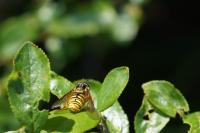 Chrysotoxum cautum