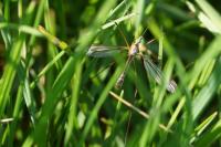 Tipula vernalis